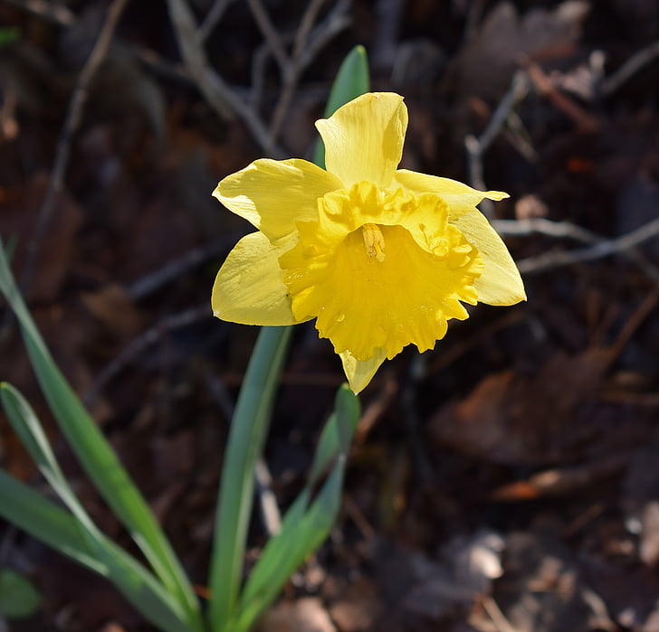 Daffodil, bunga, Blossom, mekar, lampu, Taman, alam