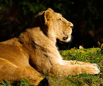 ζώο, αρπακτικό, λιοντάρι, γάτα, Ρολόι, Tiergarten Νυρεμβέργη, προσοχή