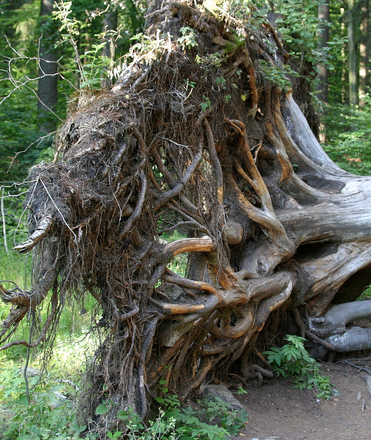 root, tree root, pulled out, upset, bavarian forest