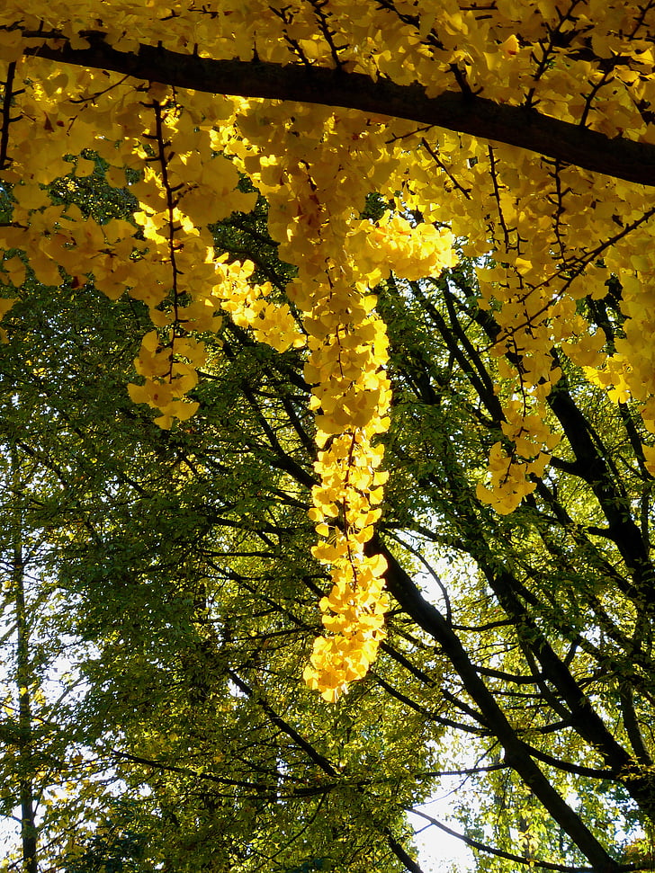 branch, tree, leaf, leaves, colorful, color, gold