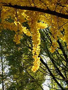 cabang, pohon, daun, daun, warna-warni, warna, emas