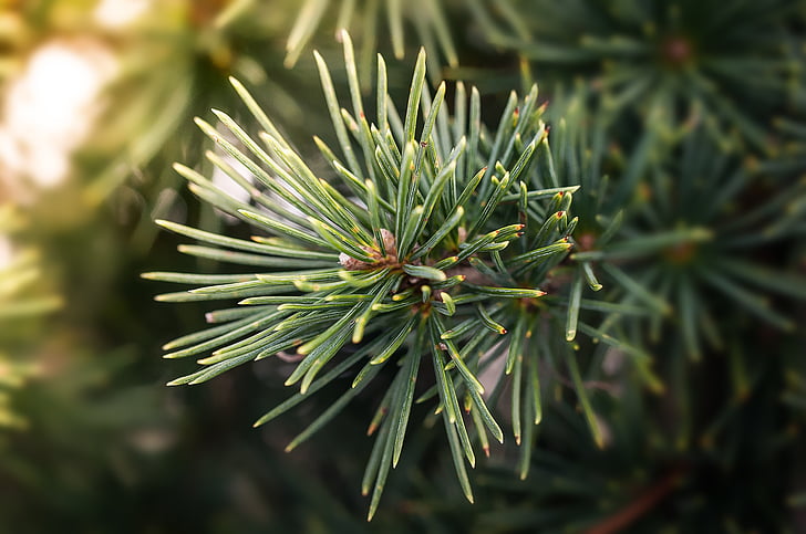 männyn oksa, Pine, haara, neula, Conifer haara, havupuu, vihreä
