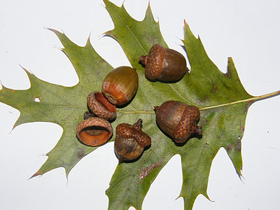 acorns, fruits, brown, autumn, decoration