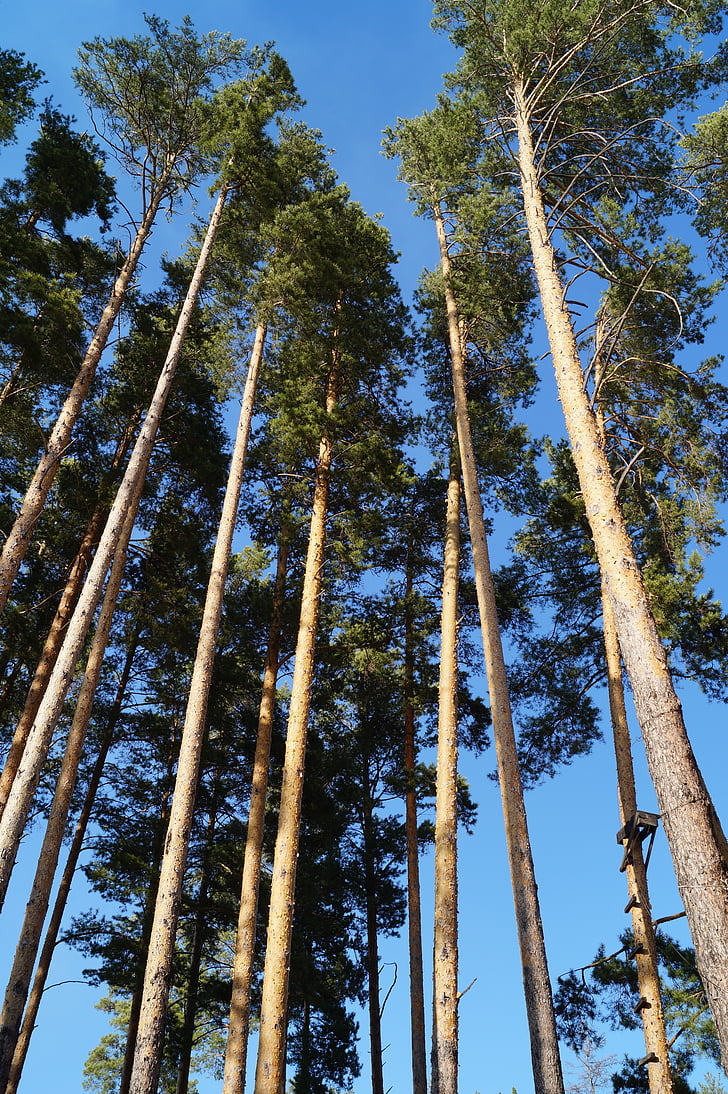 pine, height, trunk, sky, peyazh