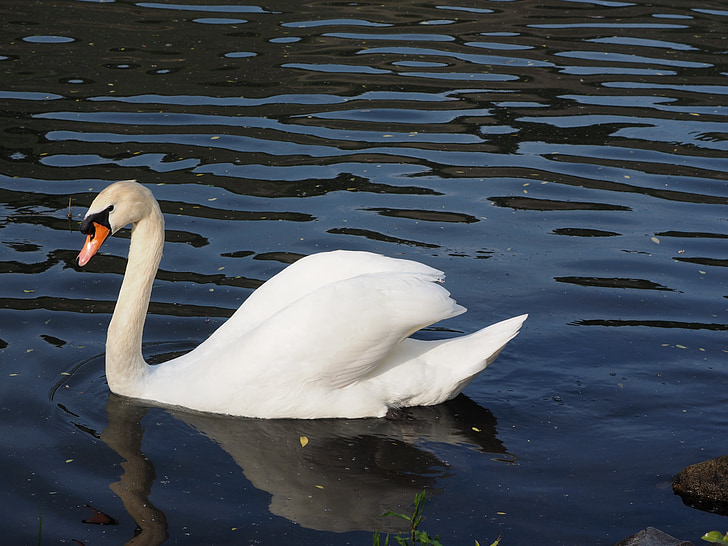 swan, males, water bird, white, mosel, river, bird