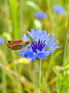 skipper, papillon, insecte, fleur, bleuet des champs, nature