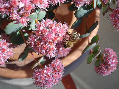 꿀벌, 공장, 자연, 꽃, 핑크, 곤충