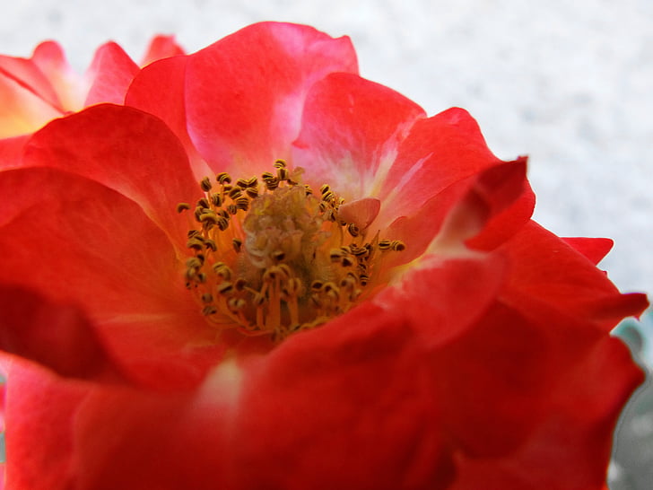 cvet, obarvanih pestičev, Rosa, rdeča