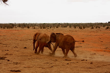 olifant, dier, familie, Wild, zoogdier, Safari, Afrika