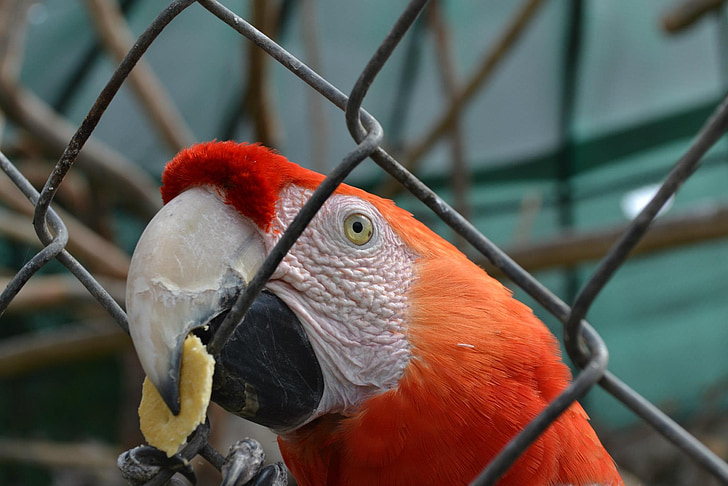 macaw, parrot, exotic bird, cage, zoo