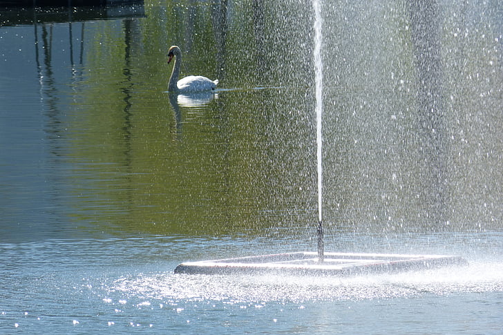 Vodné hry, fontána, Swan, Vstreknite, vody, Príroda, jazero
