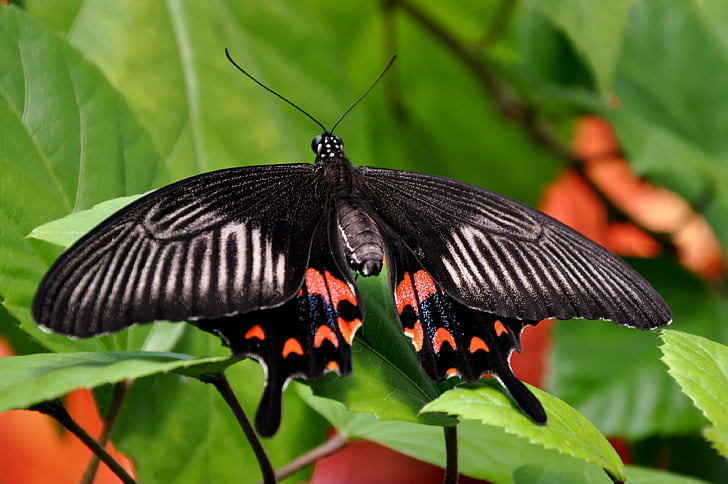 mormonský motýl, hmyz, volně žijící zvířata, Flora, Fauna, Příroda, Lepidoptera