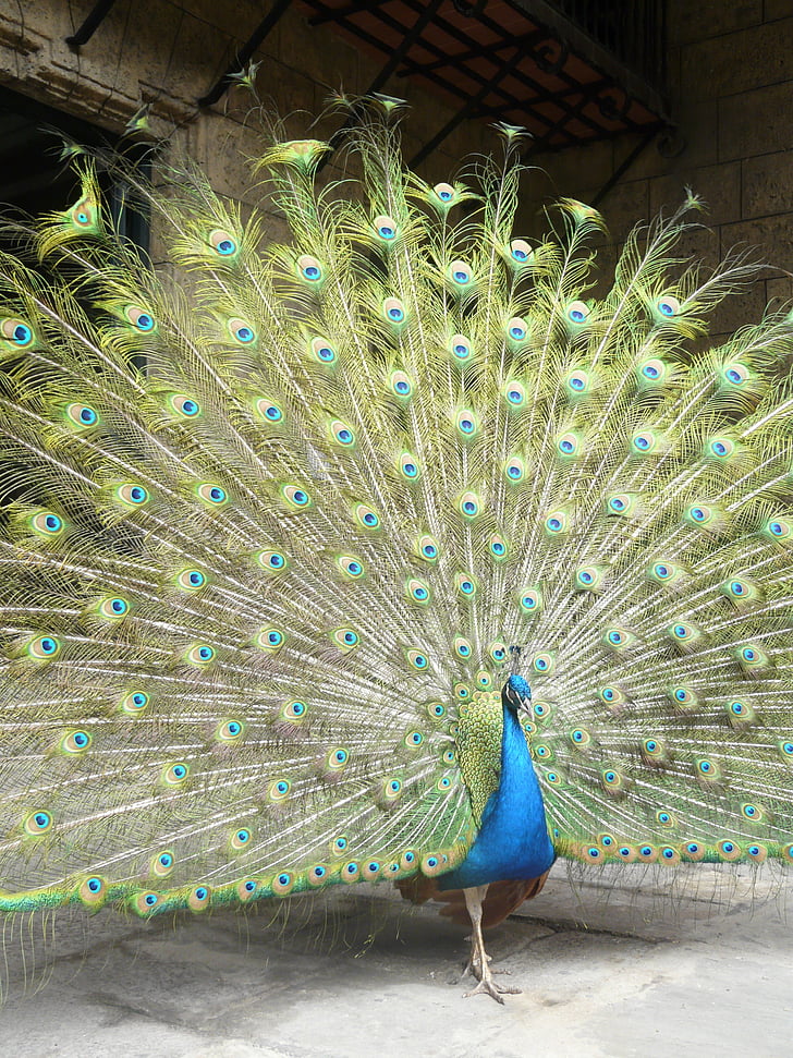 Peacock, con chim, Peacock lông