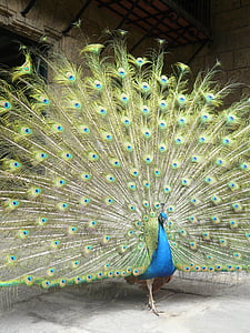peacock, bird, peacock feathers