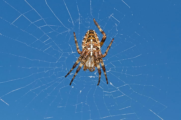 garden spider, spider, araneus diadematus, arachnid, cobweb, close, insect