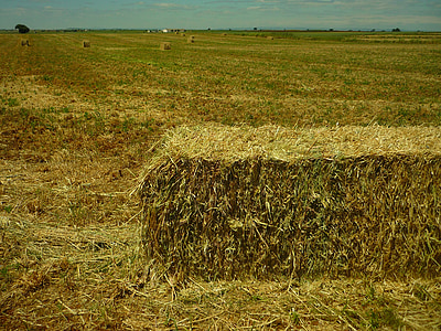 field, agriculture, cereal, bales, may, work, plot