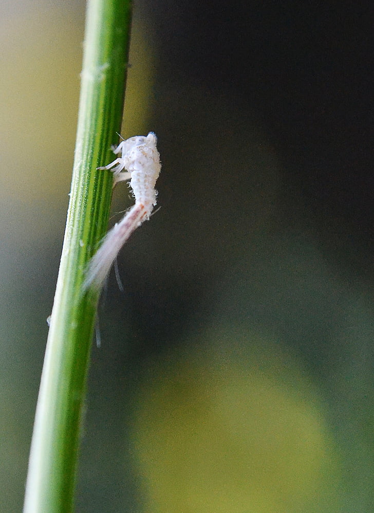 inseto, minúsculo inseto, micro inseto, inseto branco, inocentes, minúsculo, pequeno