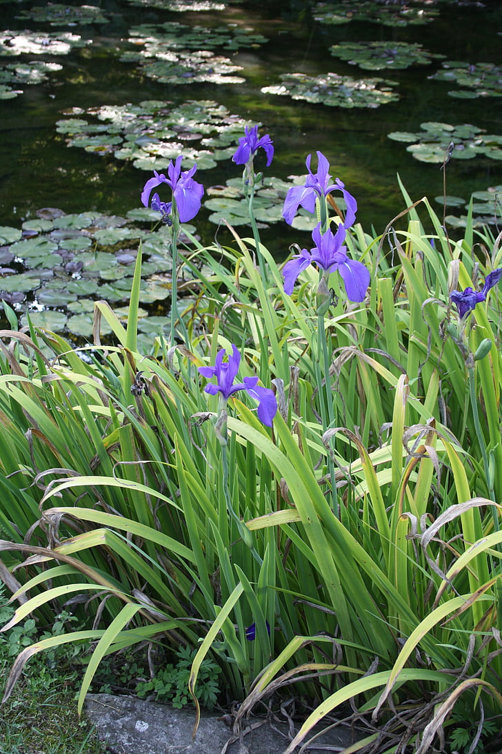 kvety, rybník, Botanická záhrada, Verbania, Lago maggiore, Taliansko
