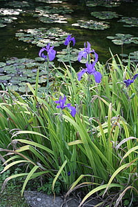 꽃, 연못, 식물원, 베, 라고 마 지 오리, 이탈리아