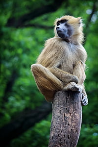 monkey, outdoor, nature, forest, primate, animal, wildlife