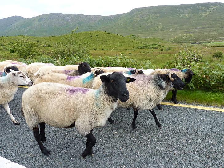 羊, 道路, 群れ, ウール, アイルランド