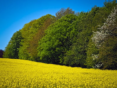 field of rapeseeds, yellow, plant, blossom, bloom, landscape, nature