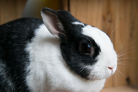 rabbit, hare, eye, pet, munchkins, long eared, fur