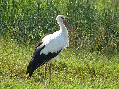 stork, white, birds, animals, bird, nature, animal world