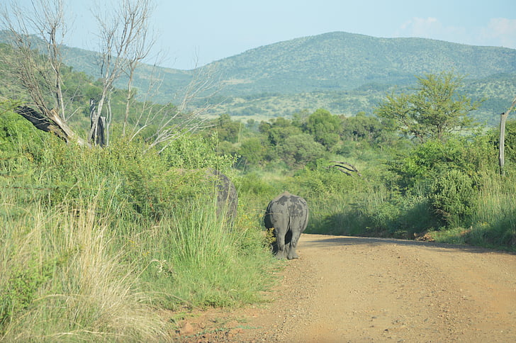 rhino, elephant, wildlife, nature, safari
