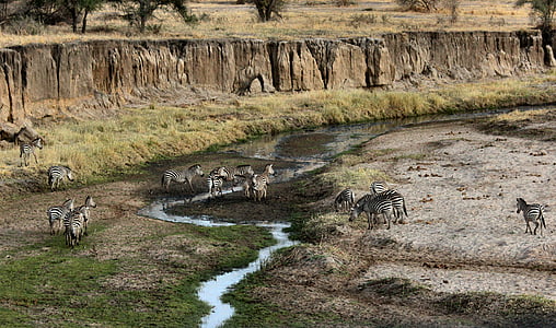 Zebra, poblíž, řeka, Foto, tráva, voda, národnost