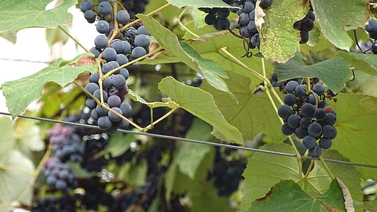 Georgia, buah, anggur