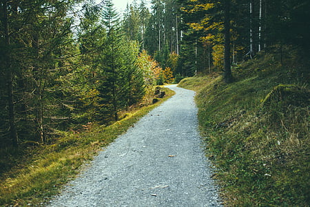 pješačka staza, šuma, šume, okoliš, stabla, priroda, planinarska staza