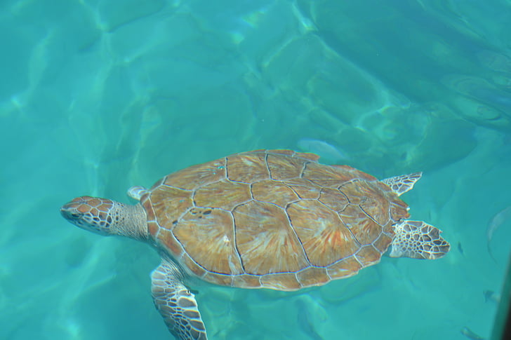 Urlaub, Sommer, Meer, Schildkröte, Barbados, Sonne, Wasser