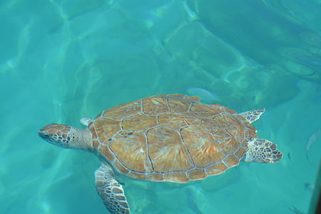 ferie, sommer, havet, skildpadde, Barbados, solen, vand