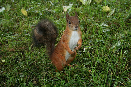 squirrel, animal, rodent, mammal, cute, nature, brown