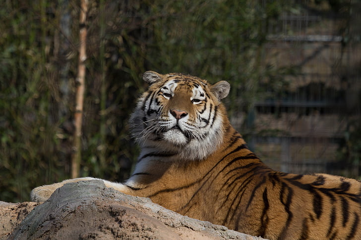 Stripes, Tigre, sérénité, un animal, animaux à l’état sauvage, faune animale, Journée