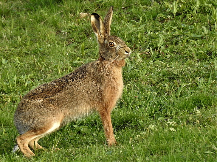 Hare, lepus europaeus, gresset, en dyr, dyr i naturen, dyr dyr, dyr temaer