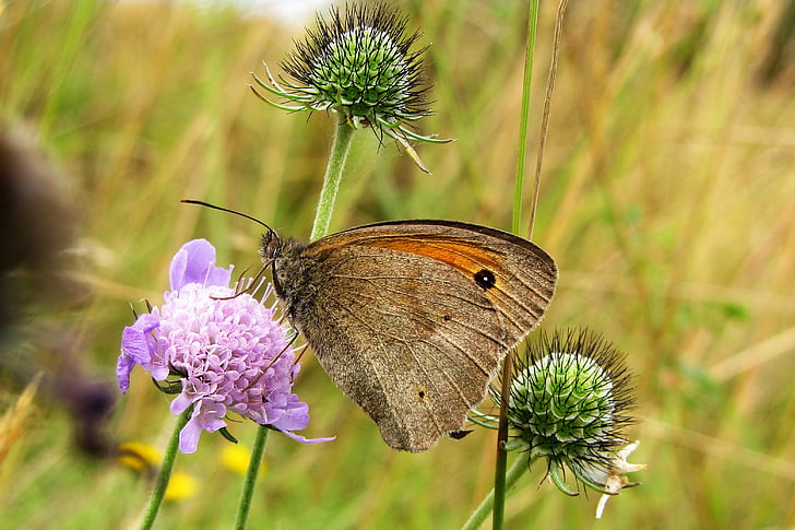 sommerfugl, Meadow brown, eng enke urt, maniola jurtina