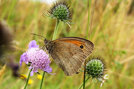 vlinder, weide bruin, weide weduwe kruid, Maniola jurtina