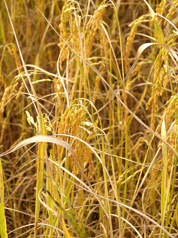 agriculture, asia, autumn, botany, cereal, cereal plant, crop