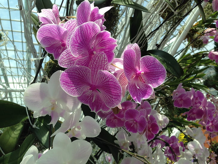 zahrady u zálivu, orchidej, fialová