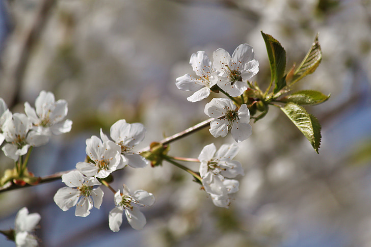 kukat, kirsikankukka, kevään, Frühlingserwachen, kukinnan oksa, Blossom, tarjous