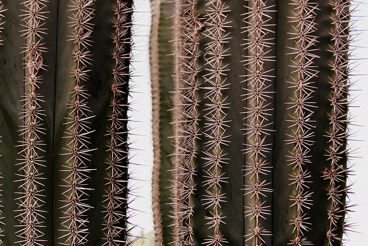 Cactus, épi, fermer, plantes du désert, Sting, pointé, vert