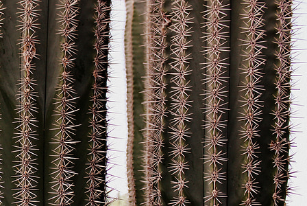Cactus, sperone, chiudere, pianta del deserto, Sting, puntato, verde