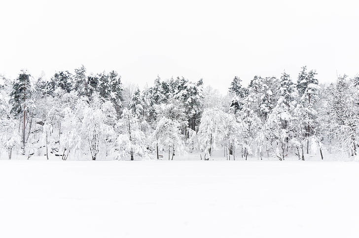 žiemą, sniego, Šiaurės, balta, Gamta, aplinkos apsaugos, medis