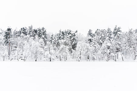 冬天, 雪, 北, 白色, 自然, 环境, 树
