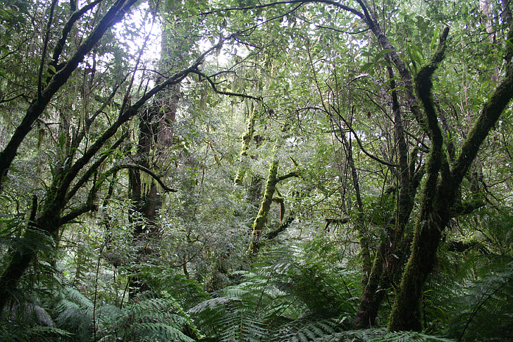 džungel, vihmametsade, rahvuspark, Austraalia, metsa, lehestik, seiklus