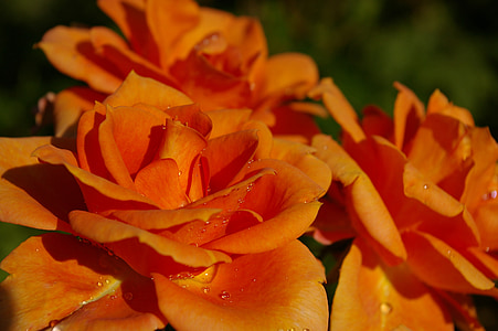 τριαντάφυλλο, Πορτοκαλής αυξήθηκε, αρωματικό τριαντάφυλλο, κήπο με τριανταφυλλιές, άνθος, άνθιση, αυξήθηκαν οι ανθίσεις