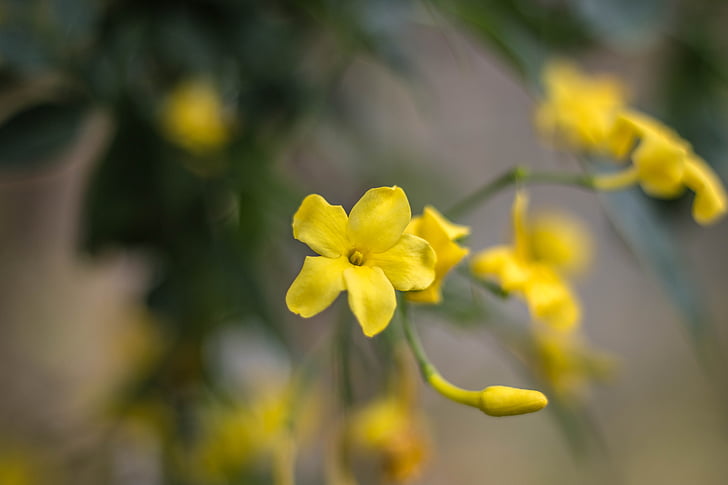 Jasmine, kvet, žltá, Záhrada, Liana, rastlín, jazmín nahý
