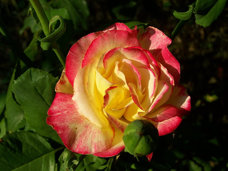 τριαντάφυλλο, τρίχρωμη σημαία, καλοκαιρινό λουλούδι, λουλούδι στον κήπο